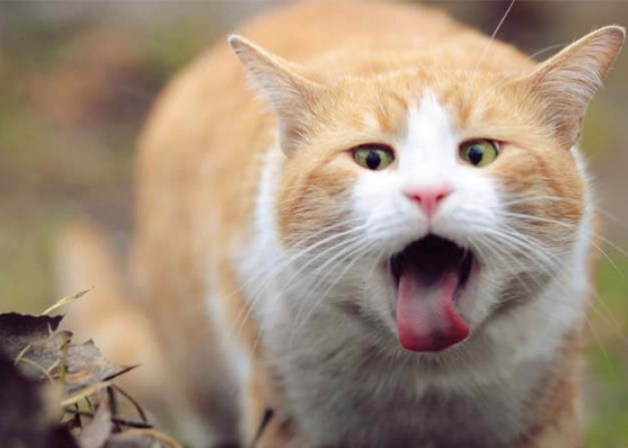 Boleh Gak Sih Kucing Dikasih Makan Nasi? Berikut Dampak Serta Porsi yang Aman