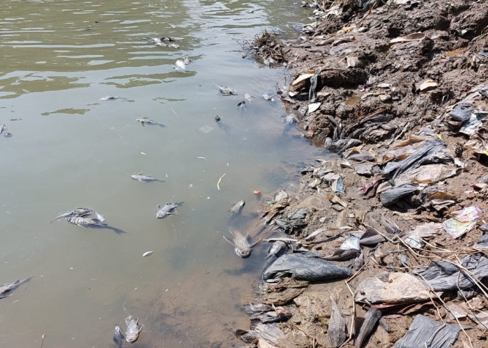 Sungai Cileungsi hingga Bekasi Tercemar Berat Diduga Limbah B3  
