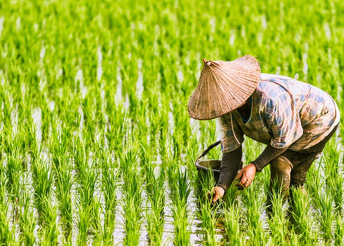 DKPP Jabar Pastikan Stok Pangan Aman hingga Ramadhan 2027 di Tengah Ancaman El Nino