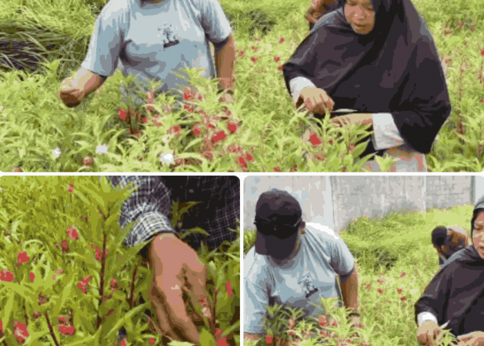 Gegara Banjir, Bunga Tihong di Bekasi Jadi Mahal Jelang Lebaran