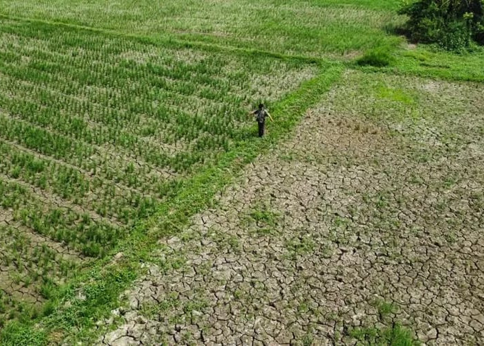 Antisipasi Gagal Panen, Pemkab Bekasi Penuhi Kebutuhan Petani di Kabupaten Bekasi 