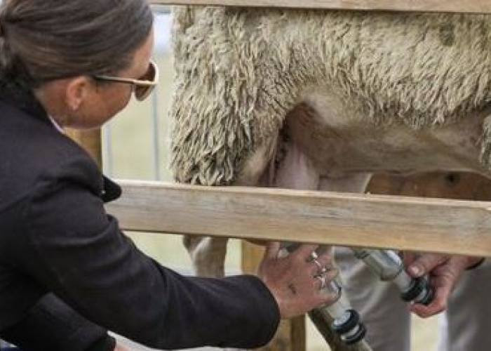 Bikin Wanita Ketagihan, Ini 3 Manfaat Konsumsi Susu Domba yang Luar Biasa