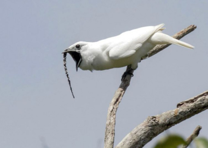 Mengenal White Bellbird, Burung Paling Berisik Sedunia, Vokalisasi hingga 125,4 Desibel, Begini Suaranya...