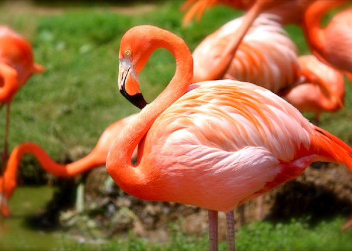 Paling Mencolok dan Anggun di Dunia, Tapi Burung Flaminggo Punya Satu Masalah Besar 