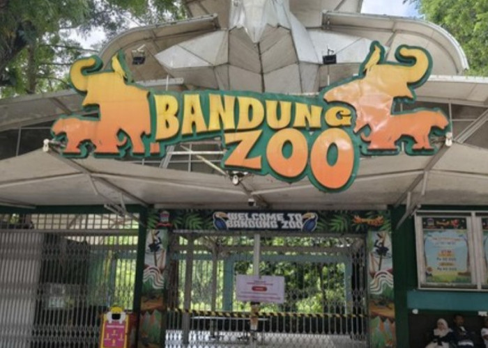 Pemeriksaan Satwa Bandung Zoo Diintensifkan, Gajah yang Alami Luka Kuku Kini Pulih