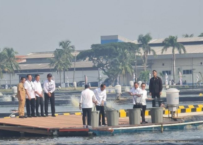 Jokowi Resmikan Modeling Kawasan Budidaya Ikan Nila Salin di Karawang, Siap-siap Rekrut Ribuan Naker