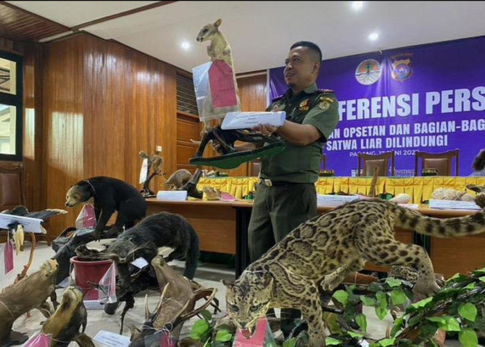 Kemenhut Geledah Gudang Satwa Ilegal di Bekasi, Sita 11 Ular Sanca Hijau Dilindungi