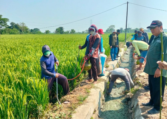 DPKP Karawang: Hingga Agustus 2024, Produksi Padi Baru Mencapai 715.923 Ton