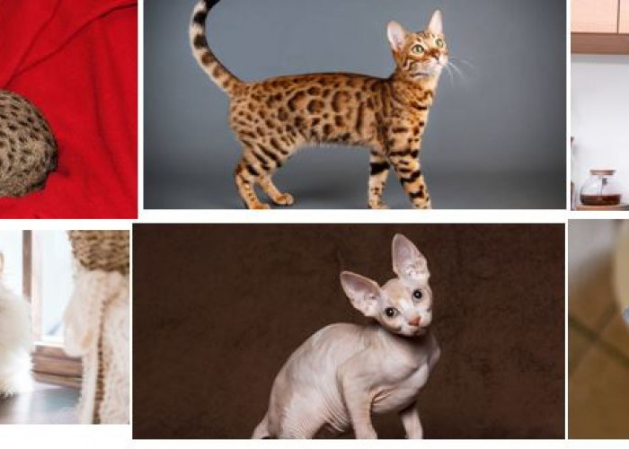 Edaan! Kucing Ini Harganya Sampai Rp 1,8 M, Berikut Beberapa Kucing Termahal di Dunia