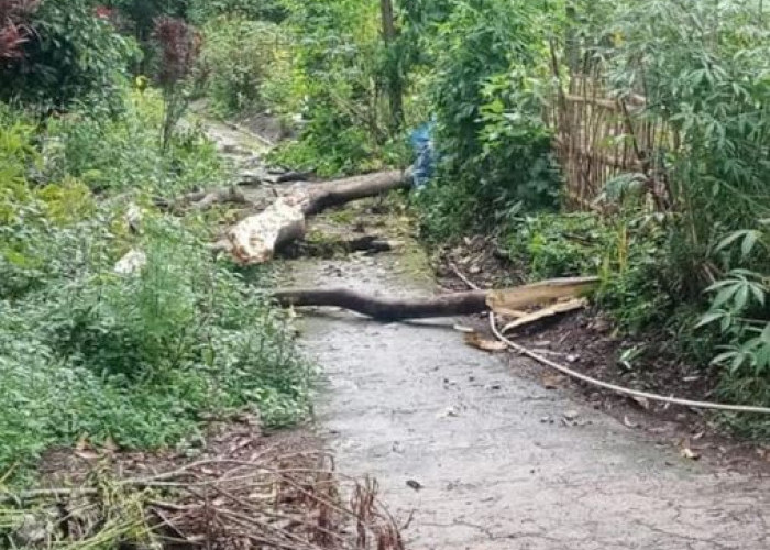Pulang dari Makam, Tiga Warga Garut Tertimpa Reruntuhan Pohon Tumbang