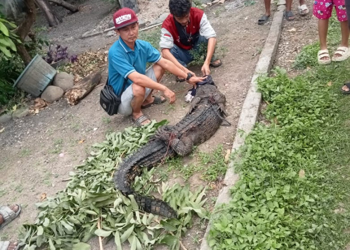 GEGER, Buaya Muncul di Saluran Got, Warga Rengasdengklok: Sudah 2 Kali Muncul 