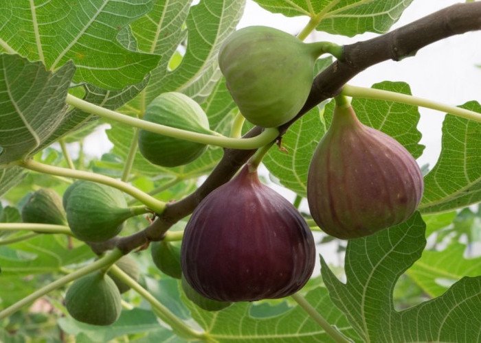 Masya Allah, Ini Manfaat Buah Tin  Untuk Kesehatan Tubuh