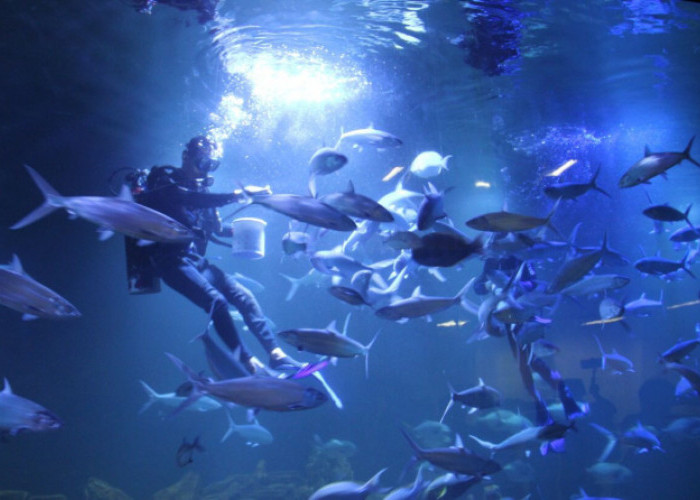 Aquarium Pangandaran Jadi Destinasi Baru Libur Nataru di Kota Nelayan Kecil