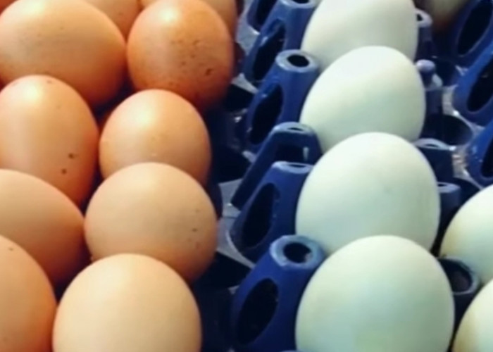 Telur Ayam vs Telur Bebek, Mana yang Lebih Sehat? Ini Perbedaan Nutrisi dan Cara Konsumsinya
