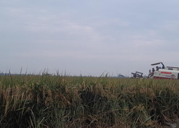 16.240 Hektar Sawah di Purwakarta Ditetapkan LSD