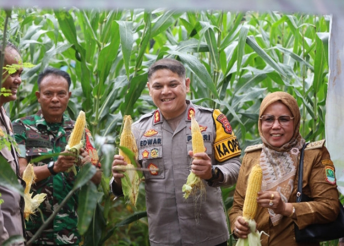 Kapolres beserta PJU Polres Karawang Kunjungi Polsek Kotabaru, Panen Tanaman Jagung Pekarangan Pangan Bergizi