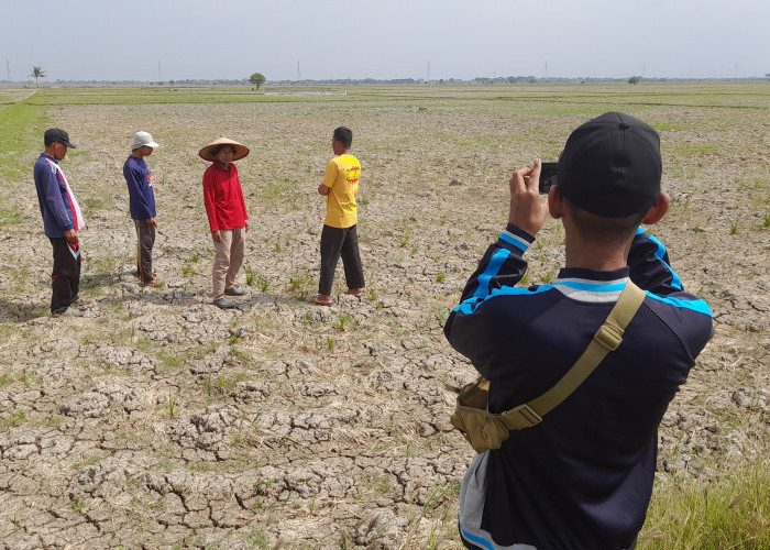 Ribuan Hektare Lahan Pertanian di Kabupaten Bekasi Alami Kekeringan Parah, Para Petani Terancam Gagal Panen