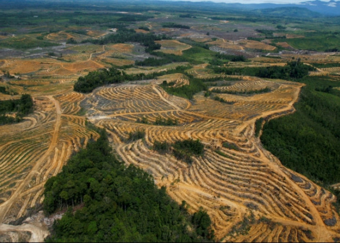 Indonesia Rencanakan Denda Puluhan Triliun untuk Perusahaan Sawit dan Tambang Ilegal