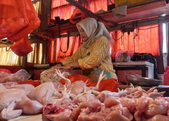 Harga Daging Ayam Meroket, Siap-siap Biaya Makan Kian Mahal