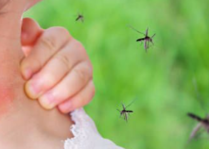 Perlu di Waspadai! Ini 4 Tempat Berkembang biak Jentik Nyamuk di Rumah