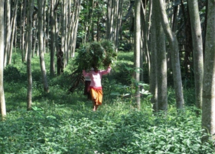 Pemerintah Dorong Kolaborasi Masyarakat, Swasta, dan Adat dalam Pengelolaan Hutan Berkelanjutan