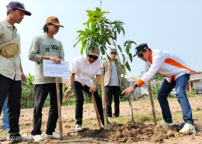 Poktan Sukadami Farm Tanam Ratusan Pohon Mangga
