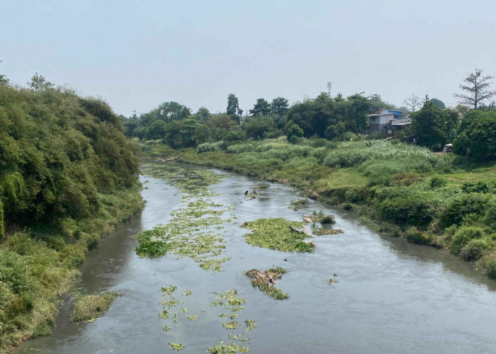 Sungai Citarum Berwarna Hitam dan Bau Menyengat, Ribuan Ikan Mati Keracunan 