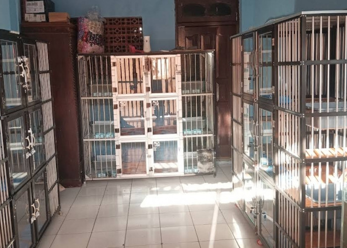 7 Tempat Grooming Hewan di Jatimulya Tambun Selatan yang Jadi Langganan Pet Lover, Nomor 4 Bikin Anabul Betah!