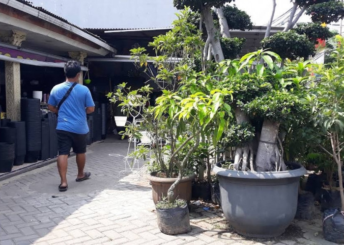 Hobi Berkebun? Ini 10 Tempat Beli Pupuk dan Pot Bunga Terlengkap di Jatimulya Tambun Selatan