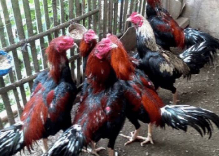 Informasi Lengkap Soal Budidaya Ayam Pejantan, Dapet Banyak Cuan 