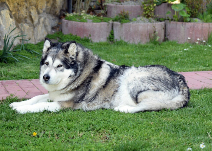 Mirip Banget dengan Serigala, Berikut Ciri Ciri Anjing Alaskan Malamute Beserta Harganya