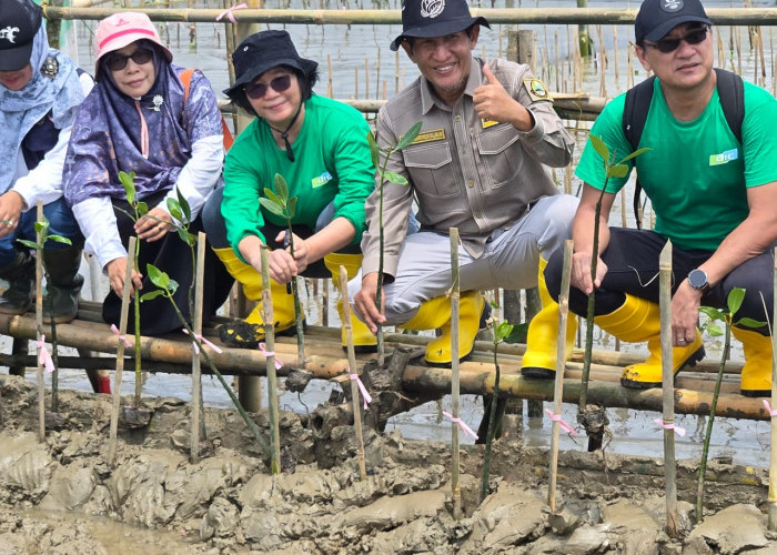 H. Budiwanto Dorong Konservasi Mangrove untuk Selamatkan Pesisir Pantura Jawa Barat