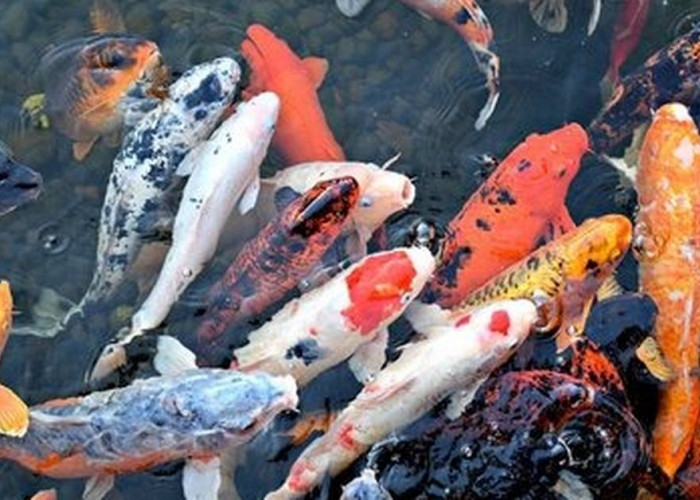 Kenalan Lebih Jauh Sama Ikan Koi Hias, Berikut Jenis dan Karakteristiknya 