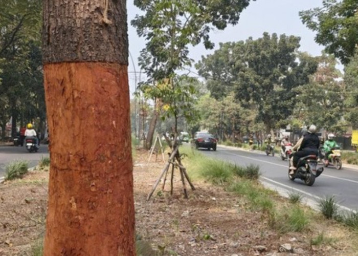 Kasus Pohon Dikuliti di Jalan Pahlawan Bandung Disorot, Wali Kota Turun Tangan