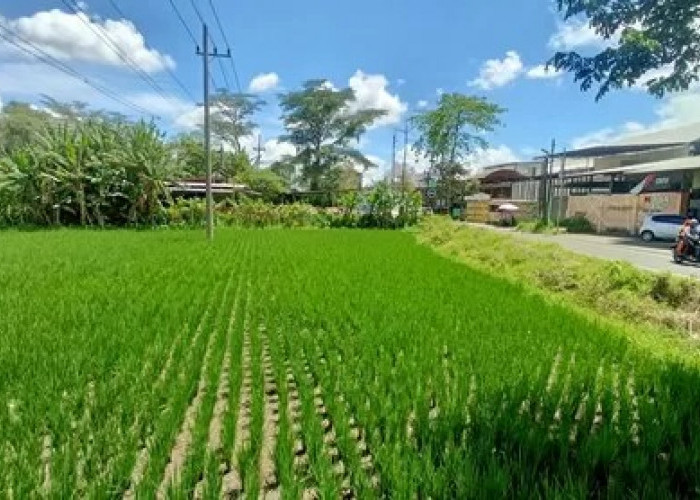 Ini Syarat Mendapatkan Pengurangan PBB-P2 Lahan Sawah dari Bapenda Karawang