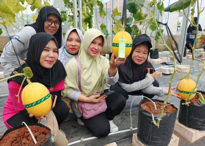 Kelompok Tani Asal Cikarang Berhasil Ciptakan Genetik Melon Super