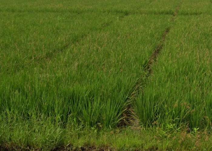 Padi Siap Panen di Pebayuran Diduga Dicuri, Petani Syok Setengah Petak Sudah Terpotong
