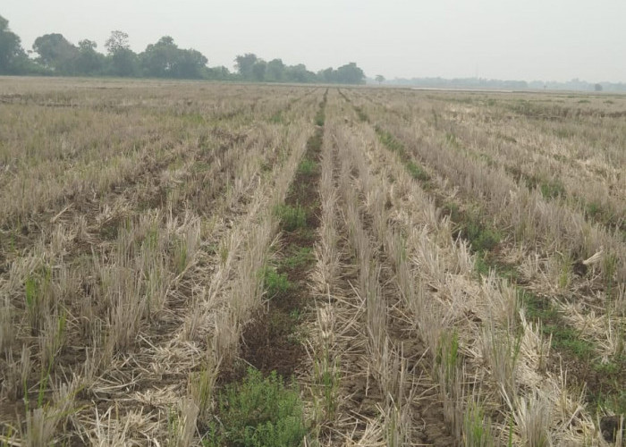 Tidak Bayar Sewa, Pemkab Karawang Amankan Aset Lahan Sawah Eks Bengkok Adiarsa