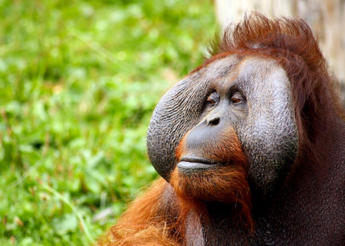 Orangutan Primata Eksotis Asal Indonesia, Jadi Ikon Sumatera dan Kalimantan Hewan Arboreal Dilindungi Dunia