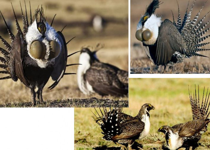 Mengenal Burung Sage Grouse, Burung Unik yang Kerap Menari saat PDKT