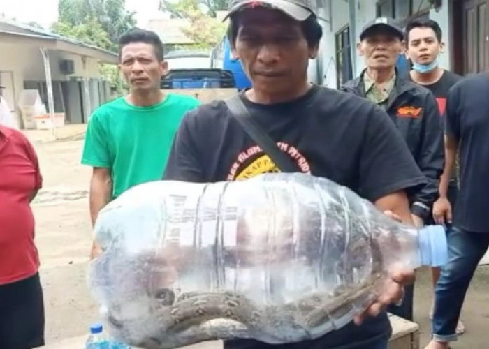 Habitatnya Rusak, Ular Sanca dan Kobra Masuk ke Pemukiman Warga di Margahayu