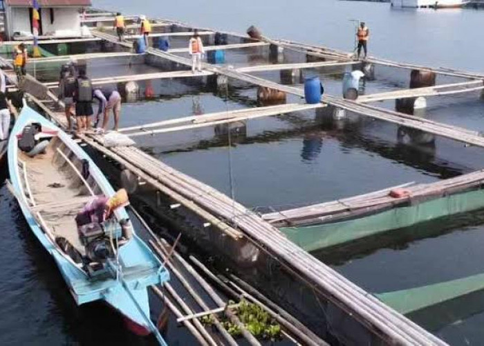 Produksi Ikan Tawar Purwakarta Penuhi Pasar Kota Besar di Tanah Air