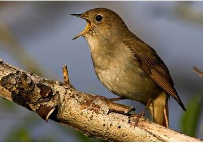 Fakta Menarik Burung Bulbul, Bisa Bernyanyi di Malam Hari