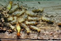 Kenapa Rayap Makan Kayu tetapi Tidak Menghabiskan Pohon Hidup? Ini Penjelasan Ilmiahnya