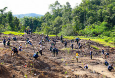 IKN Bangun Kota Hutan, 5 Juta Pohon Ditanam untuk Pulihkan Alam