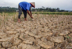 Pemerintah Perkuat Antisipasi Dampak Musim Kemarau