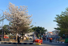 Tabebuya Putih Mekar Lebat di Bundaran Cibiru, Jadi Oase Visual di Tengah Padatnya Lalu Lintas