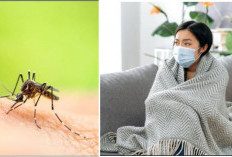 Waspada Gejala DBD di Musim Hujan: Bedanya dengan Demam Biasa dan Cara Penanganannya