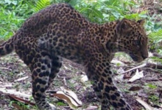 Dedi Mulyadi Buru Pemburu Liar yang Melukai Macan Tutul di Karawang Selatan