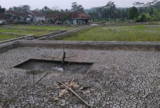 15 Wilayah Irigasi di Tasikmalaya Mengering, Hampir 879 Hektare Sawah Terdampak